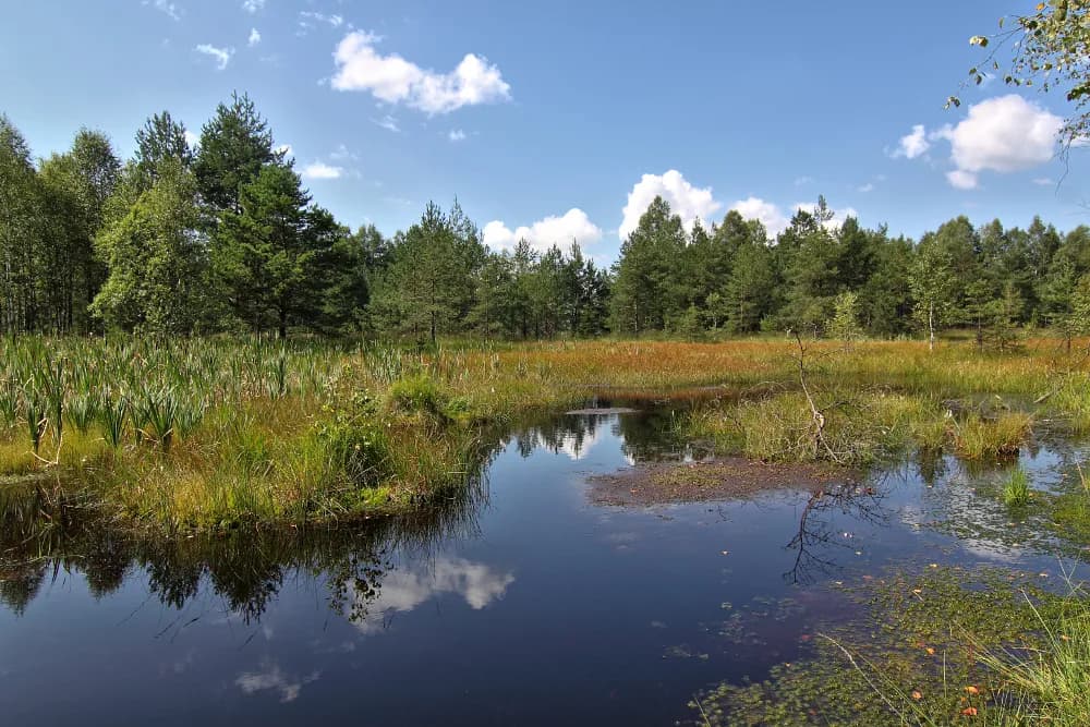 Radostínské rašeliniště